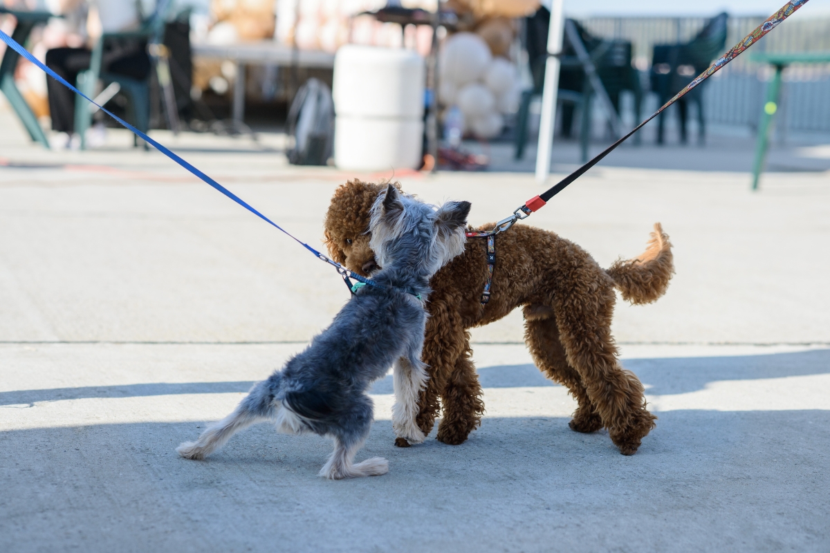 Dos perros socializando.
