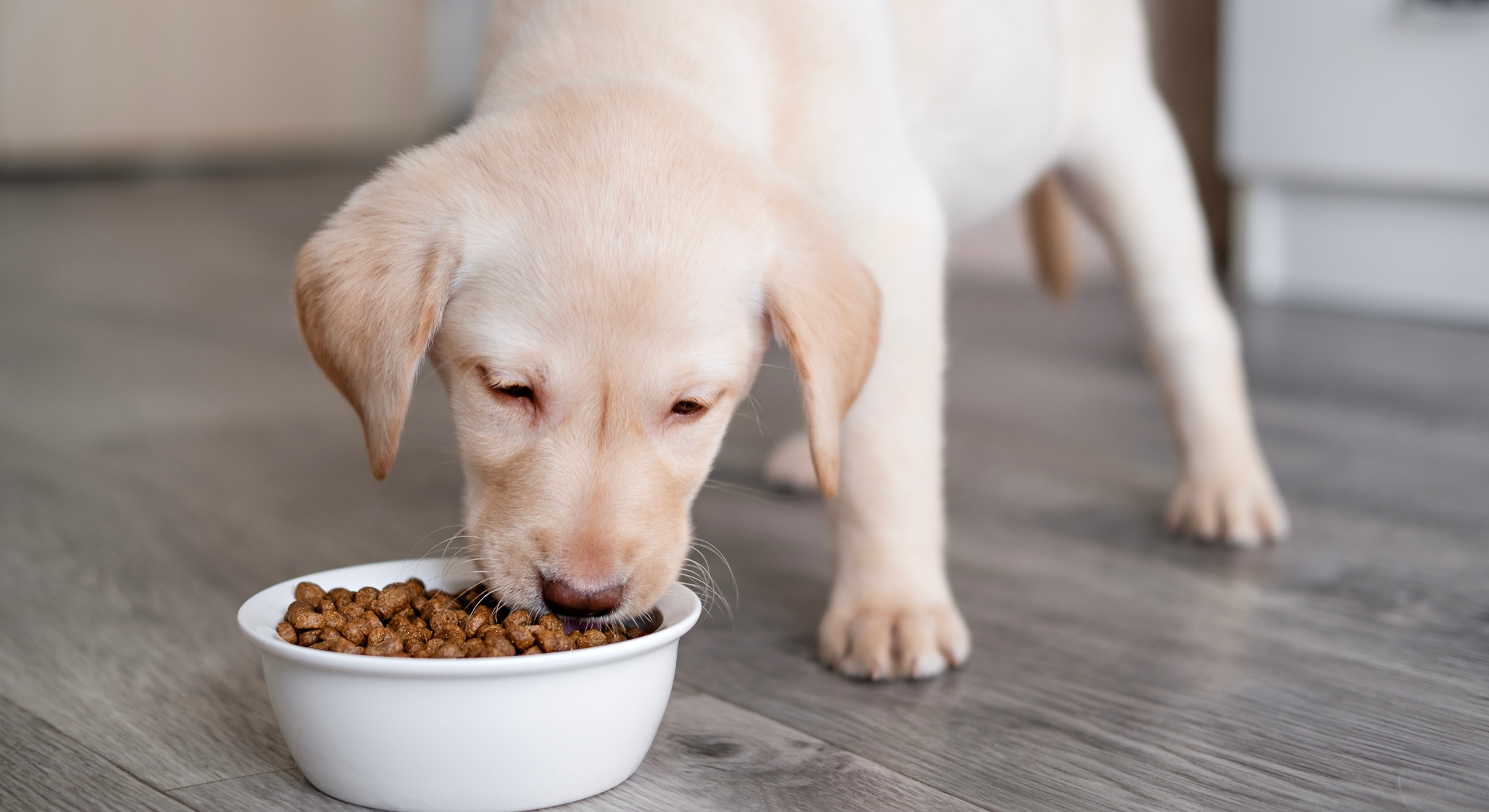 Cachorro comiendo balanceado
