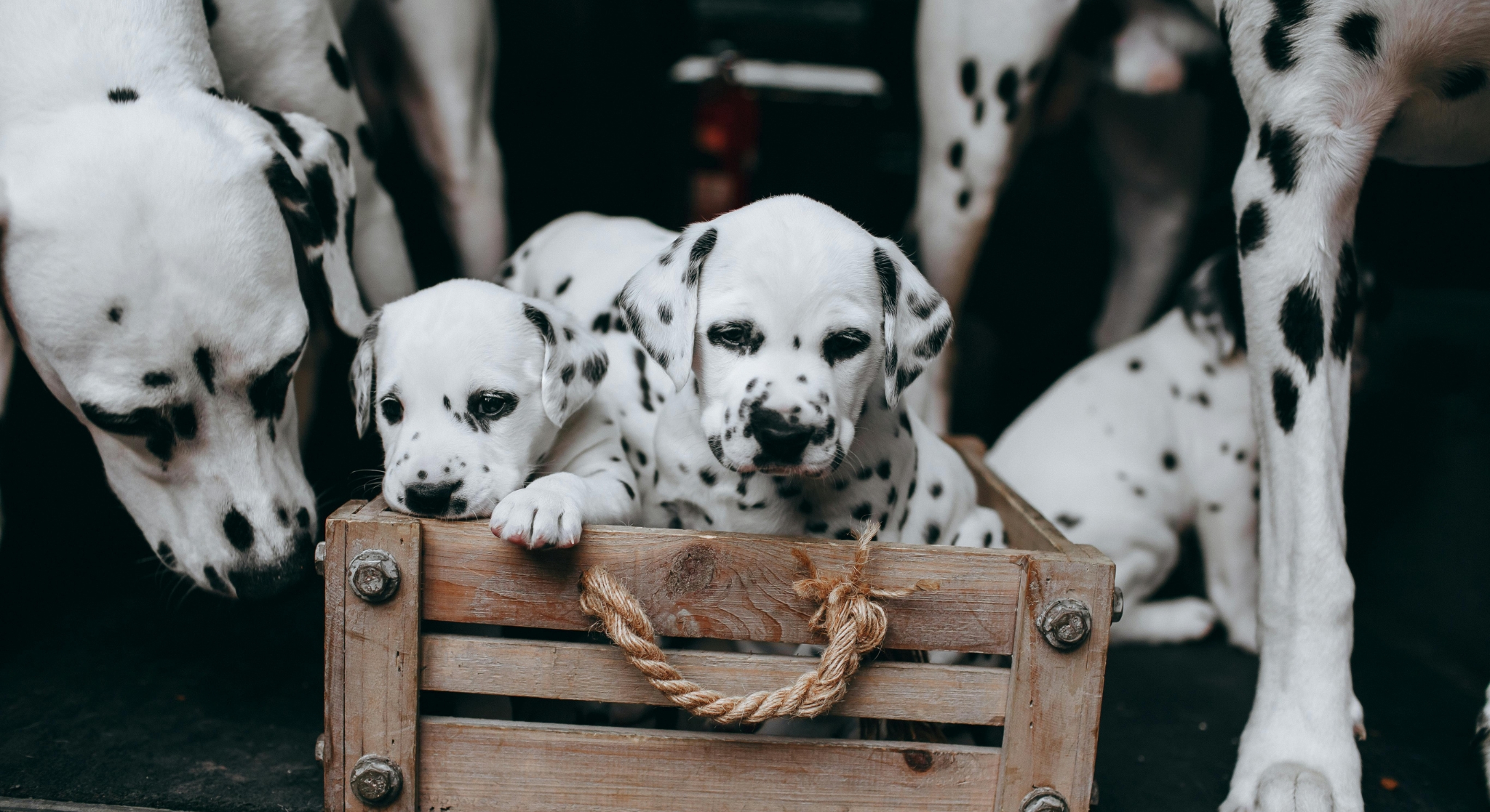 Cachorros Dálmata