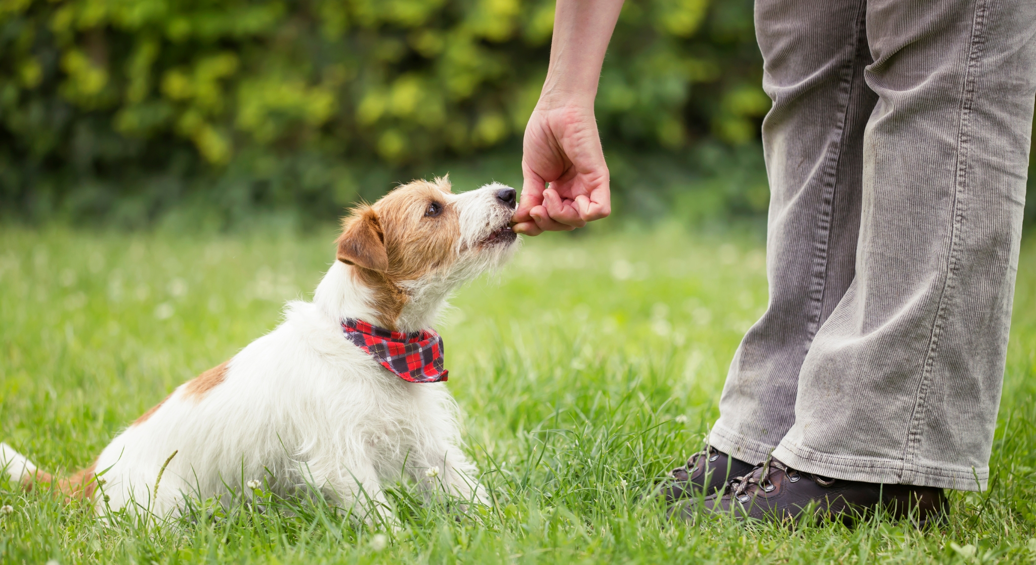 Dueño premiando con snack a cachorro