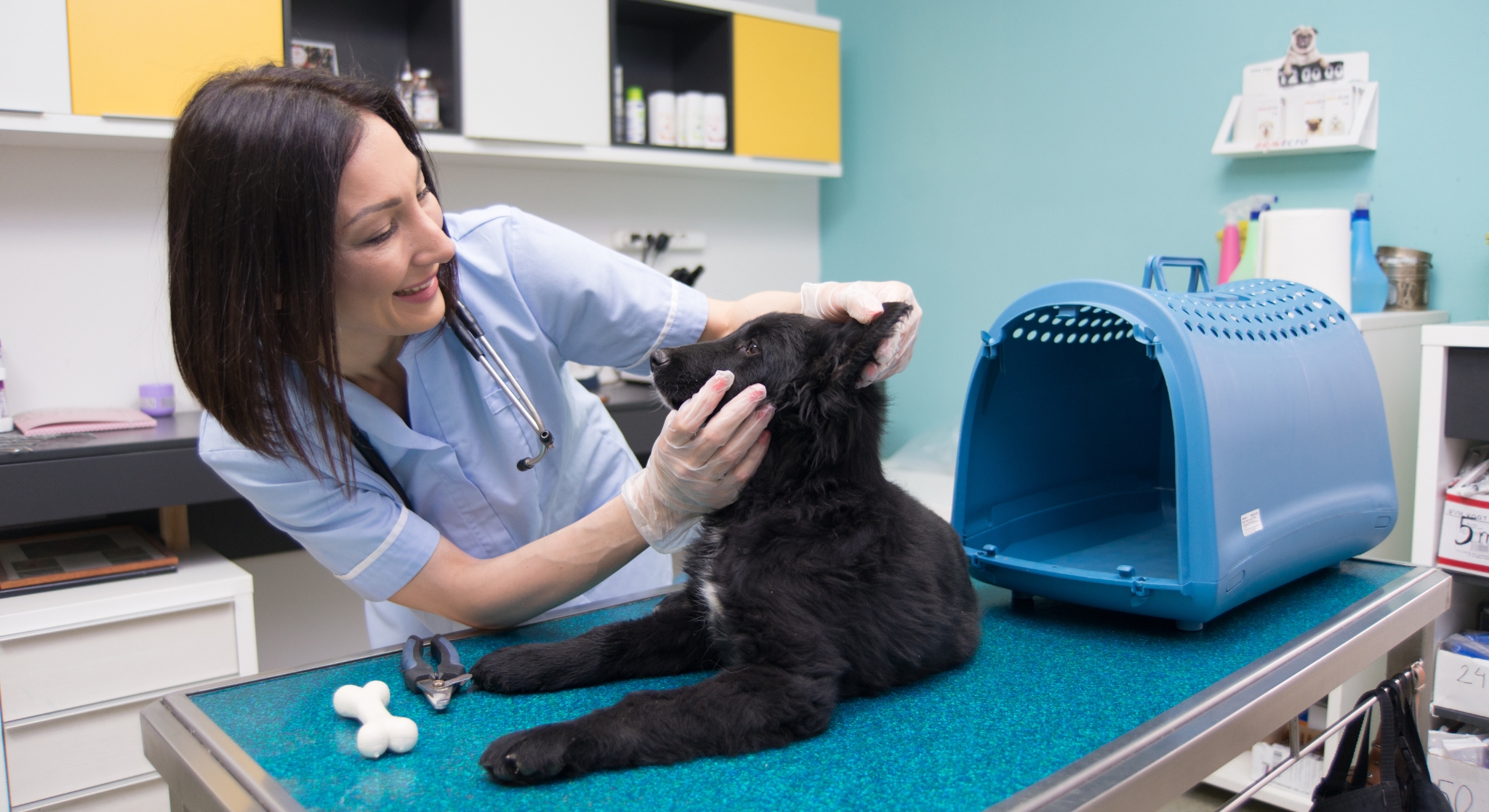 Veterinaria revisando cachorro