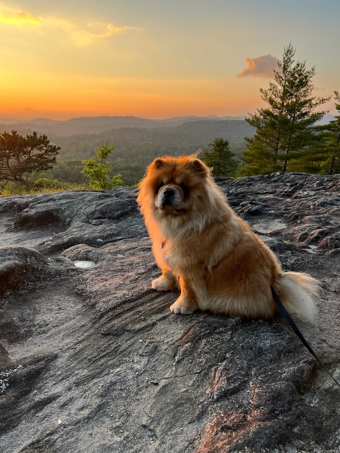 Perro posando sobre roca