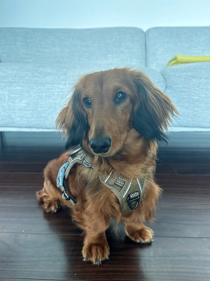 Un perro mostrando obediencia y concentración.