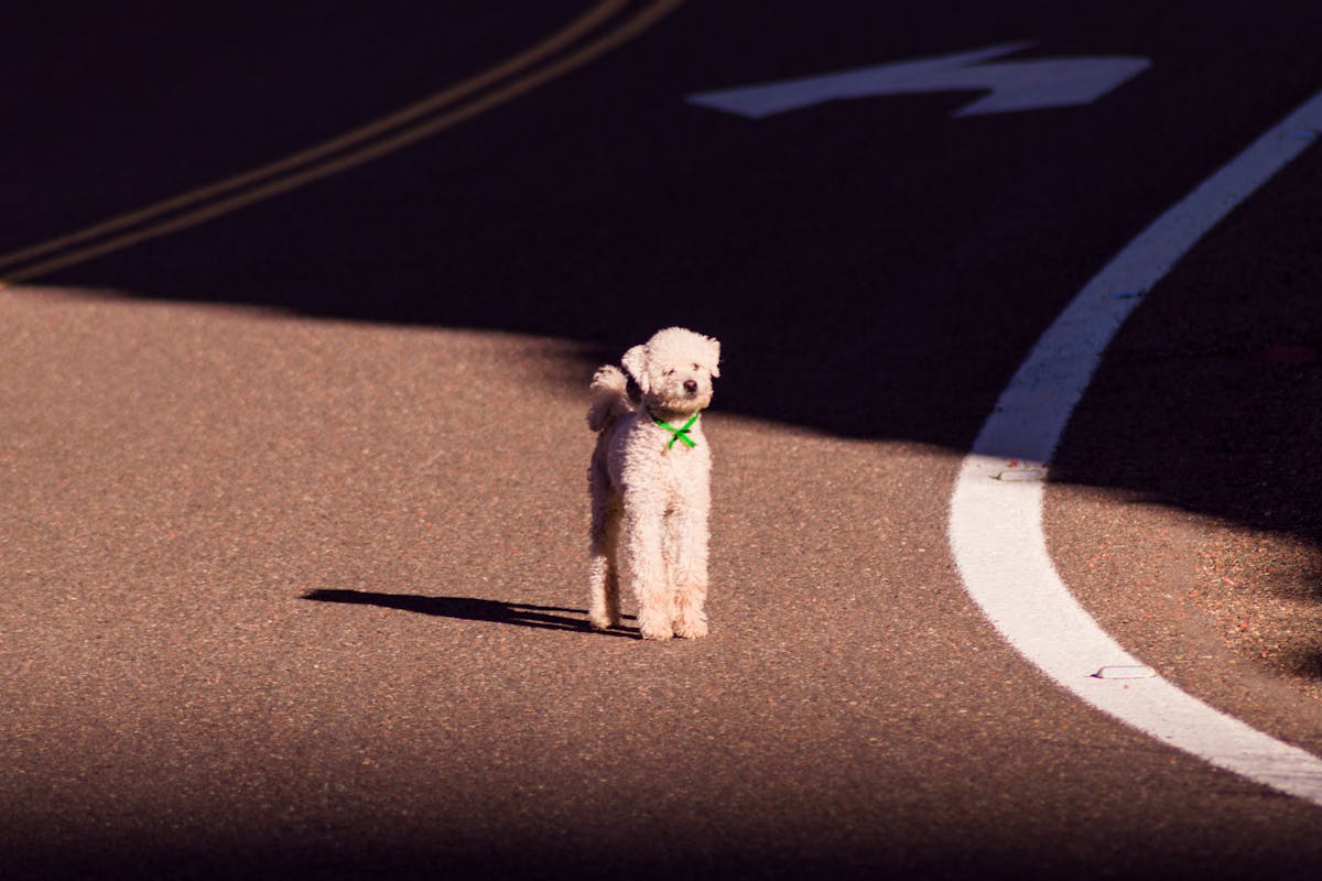 Caniche Toy blanco de pie sobre asfalto