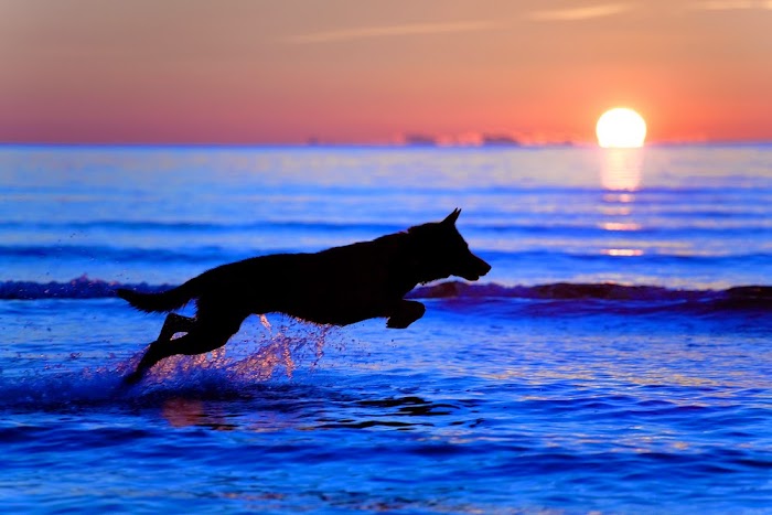 Perro saltando en el agua.