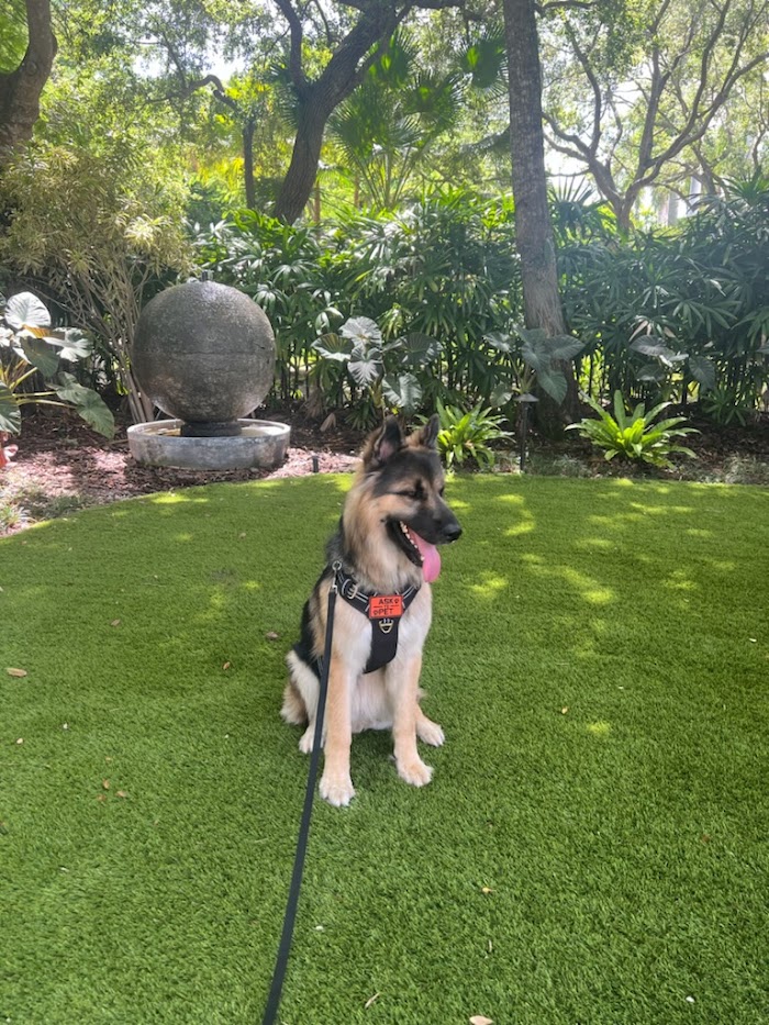 Perro disfrutando de un paseo tranquilo.