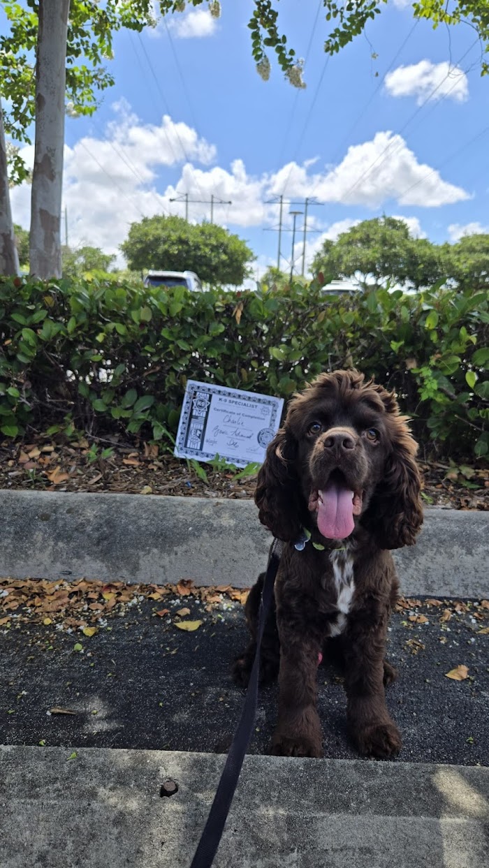 Perro con su certificado de entrenamiento.