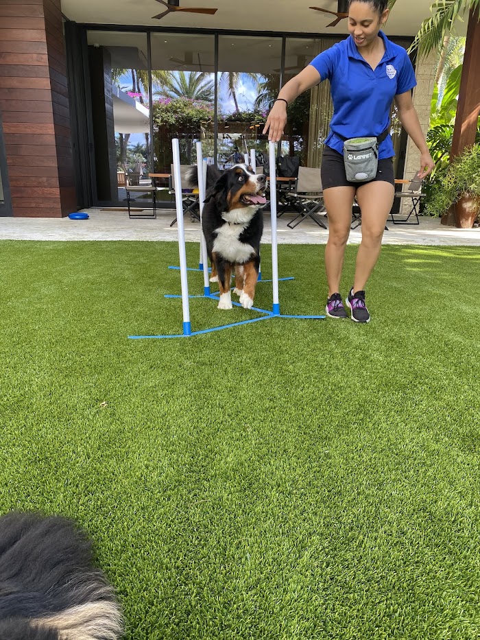 Entrenador profesional de Crown Dog Training trabajando en una sesión de adiestramiento con un perro.
