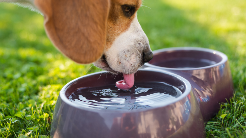 Perro Beagle bebiendo agua