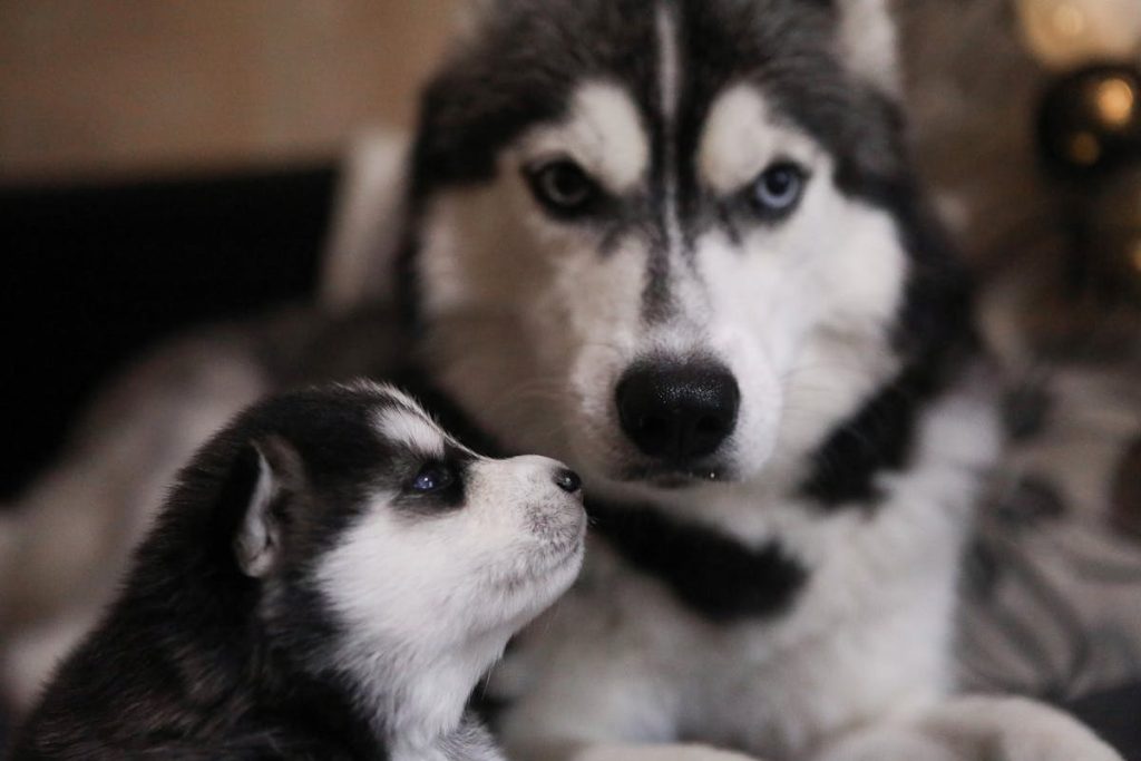 Perro adulto junto a cachorro