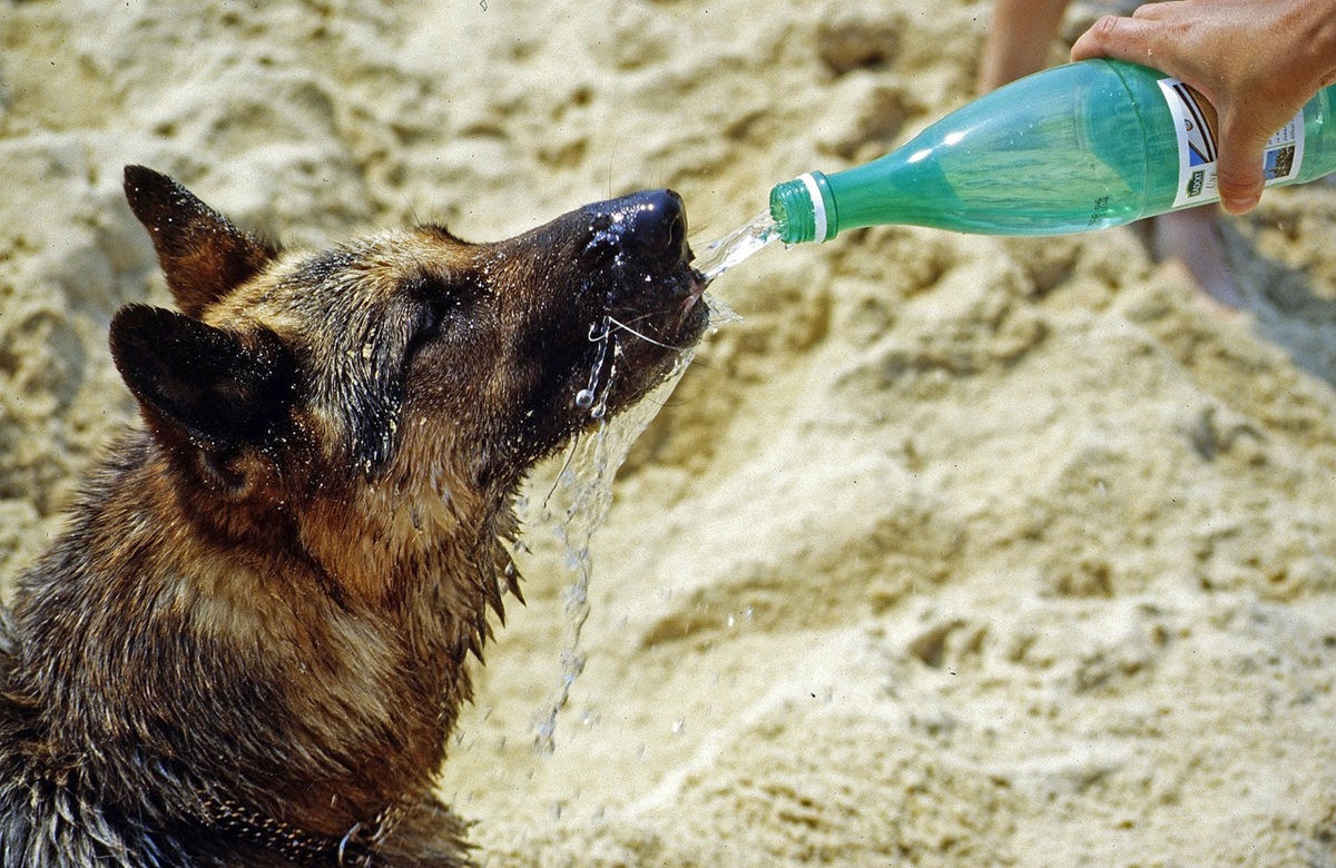 Perro bebiendo agua