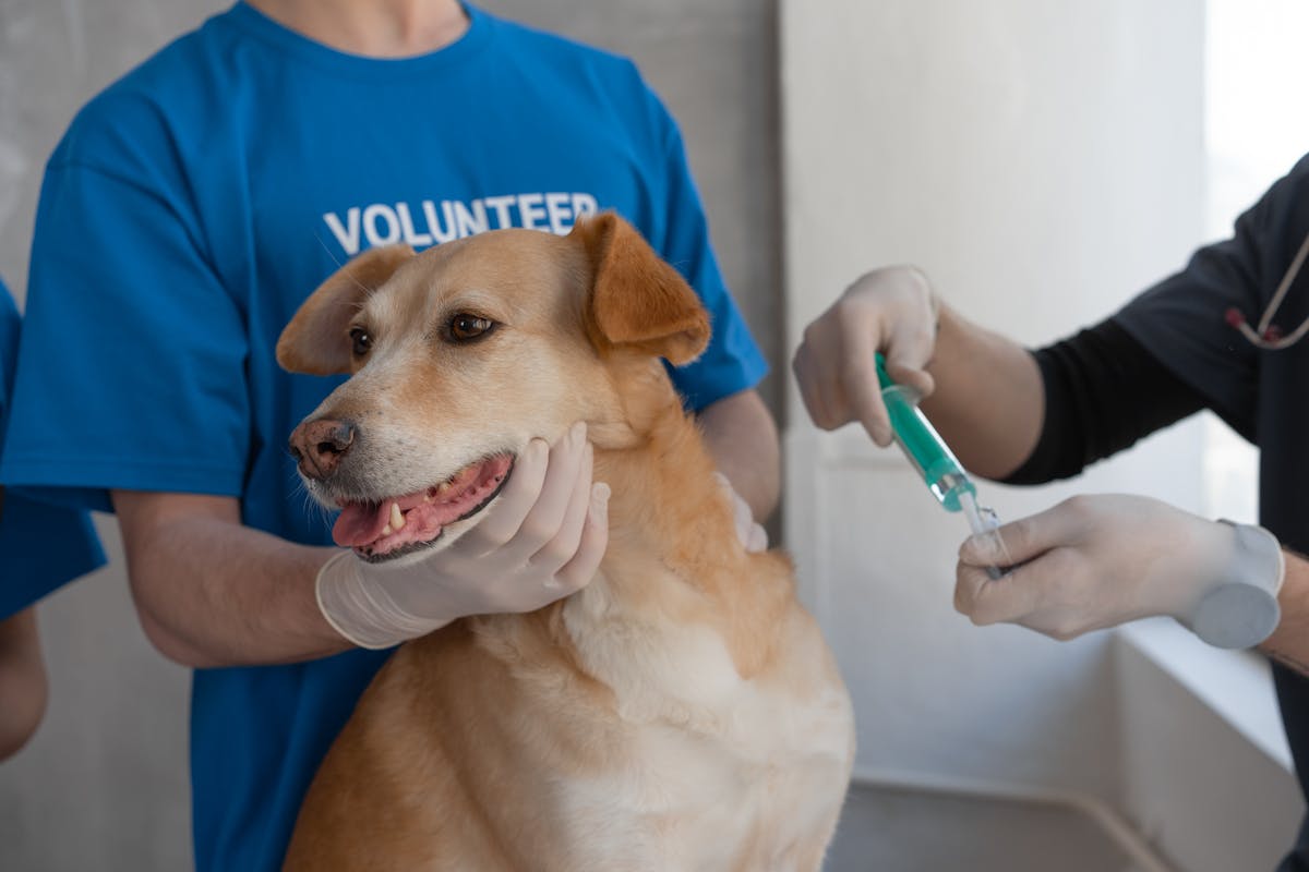 Perro en el veterinario