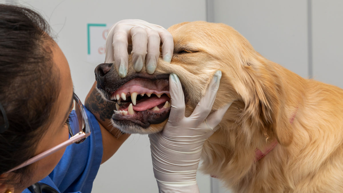 Veterinaria revisa dientes a perro