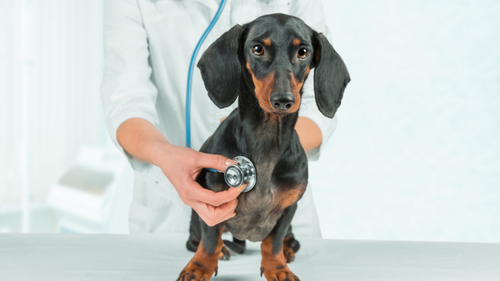 Visita al veterinario