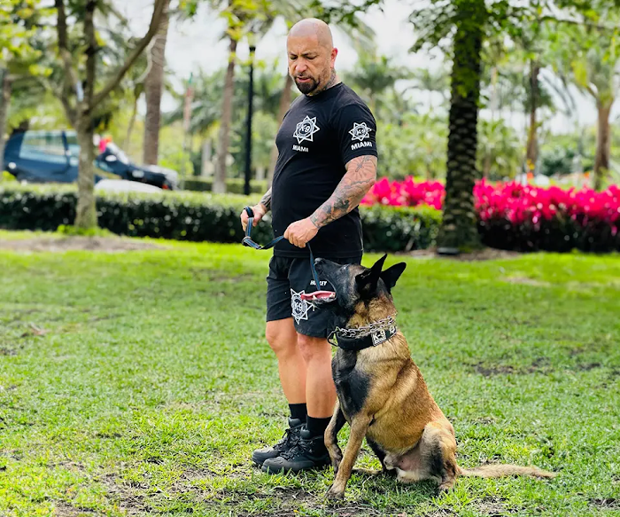 Entrenador profesional de K9 Specialist Inc. trabajando en una sesión de adiestramiento con un perro.