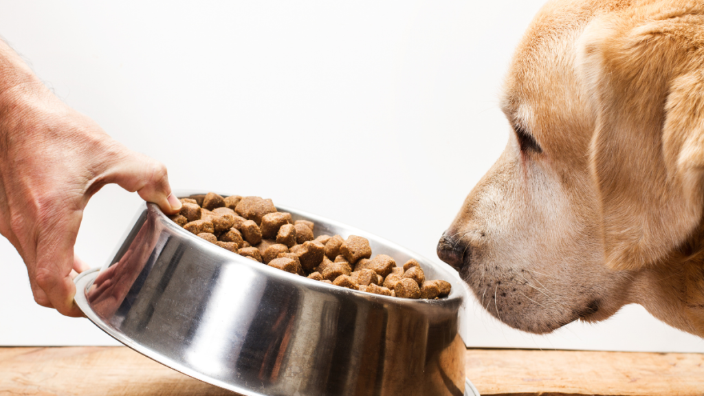 Ofreciendo comida a perro
