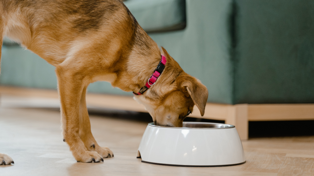 Perro comiendo de su plato